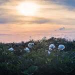 peonies, bloom, sunset
