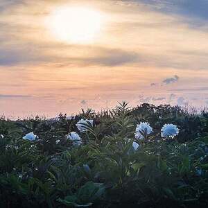 peonies, bloom, sunset