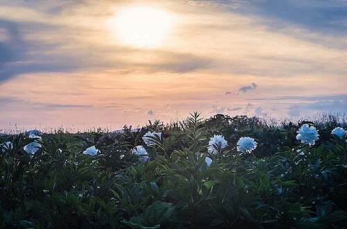 peonies, bloom, sunset