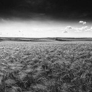nature, field, rural