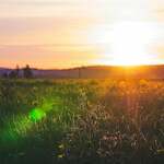 green grass field during sunset