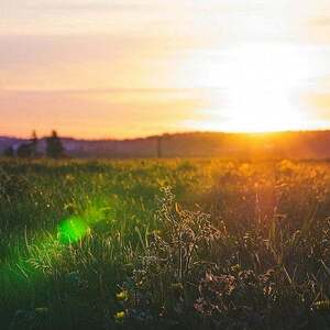 green grass field during sunset