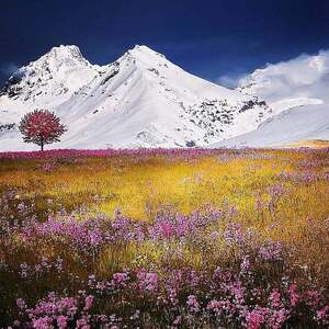 mountains, alps, beautiful flowers