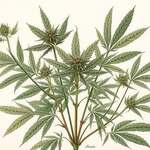 Hanf, Cannabis, Geschichte, Anwendung, Industrie, Baumaterial, Medizin, Heilung