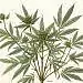 Hanf, Cannabis, Geschichte, Anwendung, Industrie, Baumaterial, Medizin, Heilung