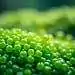 Chlorella, Entgiftung, Immunsystem, Verdauung, Cholesterinspiegel, Antioxidants