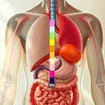 Säure Basen Haushalt, Stoffwechsel, Nervensystem, Hormon-Elektrolythaushaushalt