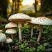 Agaricus Blazei Murill, Mandelpilz, ABM, Krebs, Immunsystem, Entzündungen