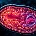 Cell Symbiosis Therapie, H. Kremer, Zellkraft, Komplementärmedizin, ganzheitlich