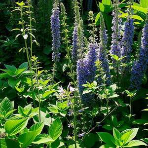 Heilpflanzen, Borretsch, Vinca Minor, Kava Kava, Beinwell, Pestwurz, Anwendungen