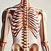 Osteopathie, alternative Heilmethoden, Komplementärmedizin, manuelle Therapie