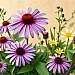 Echinacea purpurea, Katzenkralle, Uncaria tomentosa, Astragalus membranaceus