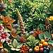 Polyphenole, Flavonoide, Terpene, Alkaloide, Saponine, Glucosinolate, Wirkungen