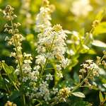 Salizylsäure, Mädesüß, natürliche Heilmittel, Phytotherapie, Naturheilkunde