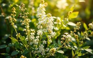 Salizylsäure, Mädesüß, natürliche Heilmittel, Phytotherapie, Naturheilkunde
