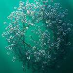 Spirulina, Immunstärkung, Entgiftung, Vitalität, Allergien, Herz-Kreislauf