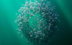 Spirulina, Immunstärkung, Entgiftung, Vitalität, Allergien, Herz-Kreislauf