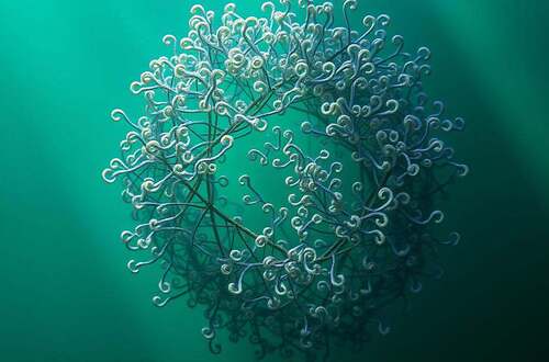 Spirulina, Immunstärkung, Entgiftung, Vitalität, Allergien, Herz-Kreislauf