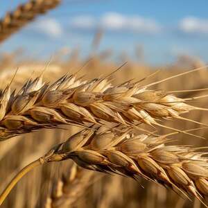 Gluten, Klebereiweiß, Gliadin, Glutenin, Teig, Elastizität, Zöliakie