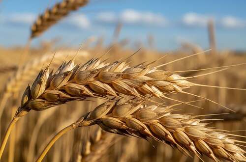 Gluten, Klebereiweiß, Gliadin, Glutenin, Teig, Elastizität, Zöliakie