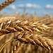 Gluten, Klebereiweiß, Gliadin, Glutenin, Teig, Elastizität, Zöliakie